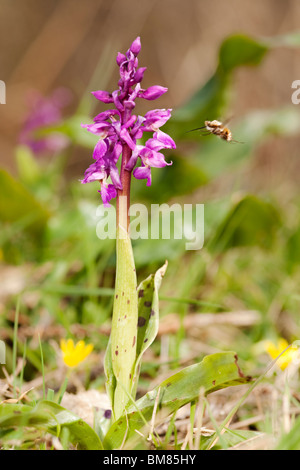 Frühe lila Orchidee (Orchis Mascula) in voller Blüte mit Bee Fly, Dorset, Großbritannien Stockfoto