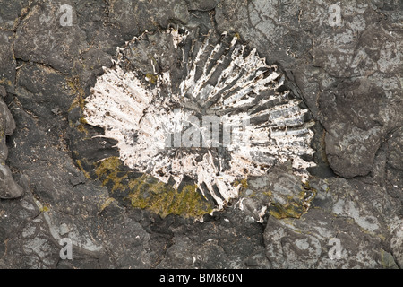 Fossilien von Ammoniten innerhalb der Kimmeridge Clay in Chapmans Pool in Dorset, Großbritannien Stockfoto