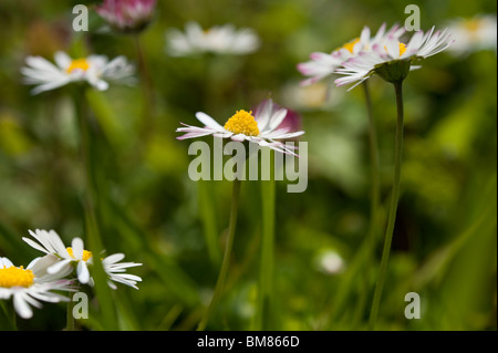 Rasen-Gänseblümchen (Bellis Perennis) mitten in den Rasen an einem sonnigen Tag. Stockfoto