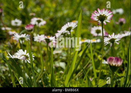 Rasen-Gänseblümchen (Bellis Perennis) mitten in den Rasen an einem sonnigen Tag. Stockfoto