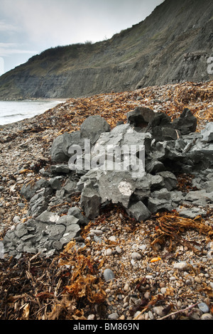 Fossilien von Ammoniten innerhalb der Kimmeridge Clay in Chapmans Pool in Dorset, Großbritannien Stockfoto