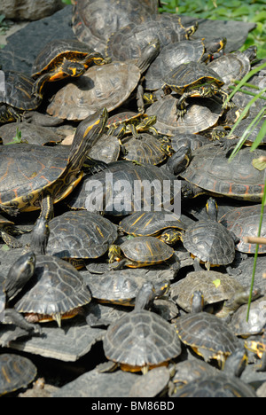 Madrid, Spanien. Atocha-Bahnhof. Tropische Gewächshaus. Rot-Schmuckschildkröte Sumpfschildkröten (ist Scripta Elegans) im pool Stockfoto