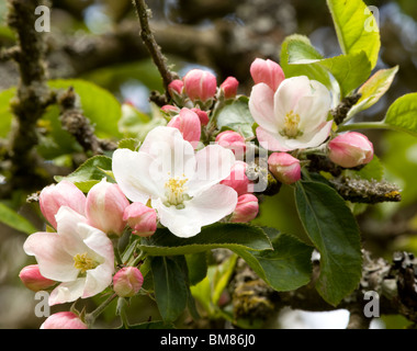 Kochen Apfelblüte Stockfoto