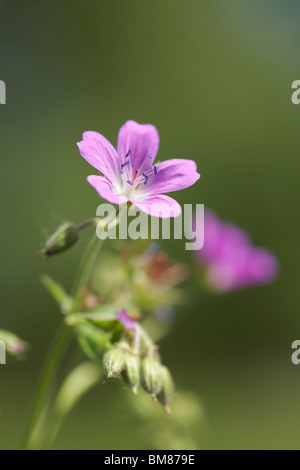 Nahaufnahme von rosa Blume im Wald - Blured Hintergrund Stockfoto