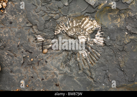 Fossilien von Ammoniten innerhalb der Kimmeridge Clay in Chapmans Pool in Dorset, Großbritannien Stockfoto