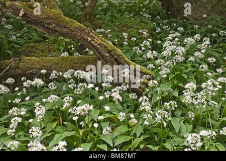 Bärlauch (wilder Knoblauch) deckt den Boden des Waldes in der Nähe von Richmond, North Yorkshire. Stockfoto