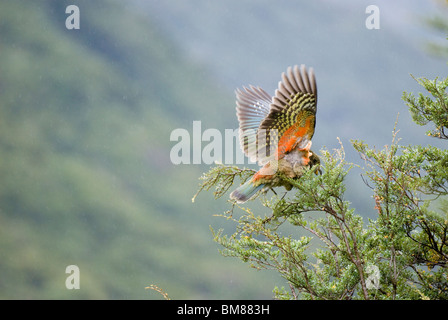 Kea Nestor Notabilis fliegen in Neuseeland-Baum Stockfoto