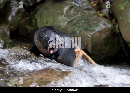 Juvenile Neuseeland Seebär Kekeno Arctocephalus forsteri Stockfoto