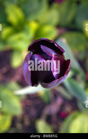 Tulpe bei Mowbray Park Sunderland Stockfoto