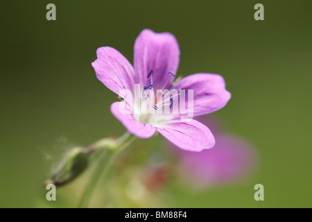Nahaufnahme von rosa Blume im Wald, Bewegungsunschärfe Hintergrund Stockfoto