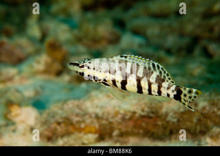 Harlekin Bass (Serranus Tigrinus) an einem tropischen Korallenriff in Bonaire, Niederländische Antillen. Stockfoto