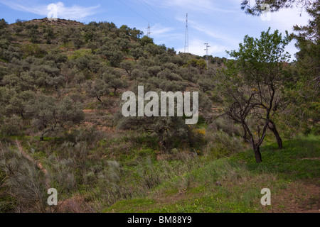 Parque Natural Montes de Málaga. Andalusien. Spanien. Stockfoto