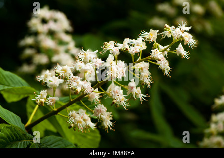 Aesculus Hippocastanum, Rosskastanie, in Blüte Stockfoto