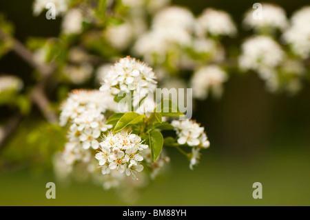 Prunus Mahaleb 'St Lucie Cherry' in Blüte im Frühjahr Stockfoto