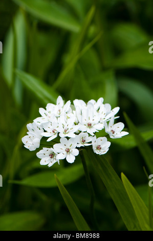 Allium Cowanii, "Allium Neapolitanum' in Blüte Stockfoto