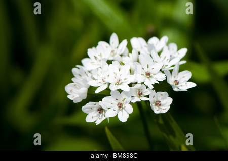 Allium Cowanii, "Allium Neapolitanum' in Blüte Stockfoto