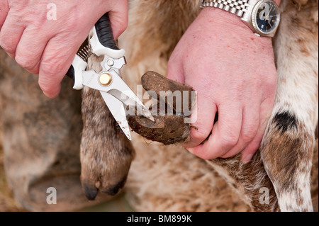 Landwirt trimmen Schafe Füße mit speziellen Fräser Stockfoto