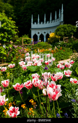 Tulipa 'Marilyn' und bunte Anzeige von Frühlingsblumen im Garten Exedra im Painswick Rokoko Garden in The Cotswolds Stockfoto