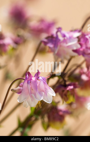 Blass rosa Akeleien, Akelei, blüht im Frühjahr Stockfoto