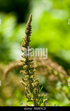 Guter Heinrich, Chenopodium Bonus-Henricus, Blüte im Frühjahr Stockfoto