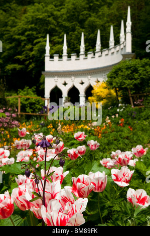 Akeleien, Tulipa "Marilyn" und farbenfrohe Darstellung von Blumen Painswick Rokoko Frühlingsgarten, The Cotswolds Stockfoto