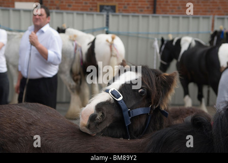 Pferdehändler, der Pferdeponys zeigt, die auf der jährlichen Pferdemesse der Zigeuner zum Verkauf stehen. Wickham Hampshire UK. 2010 2010er Jahre HOMER SYKES Stockfoto