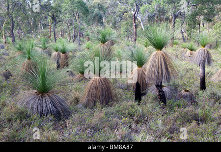 Grasstree (Xanthorrhoea Preissii. auch bekannt als Balga, formal als ein Blackboy) wächst im Buschland in den Perth Hills. Stockfoto