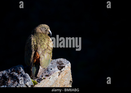 Kea Nestor Notabilis Neuseeland Stockfoto