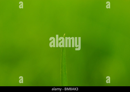 Grüne Feder Feld - Blades of Grass Stockfoto