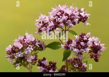 Oregano, wilder Majoran (Origanum Vulgare), blühend. Stockfoto