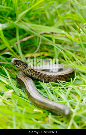 Blindschleiche - geschiedenen fragilis Stockfoto