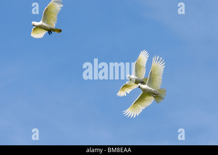 Schwefel-crested Kakadus Cacatua Galerita Botanical Gardens Sydney Australia Stockfoto