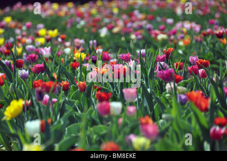 Bereich der bunte Tulpen in verschiedenen Farben: rot, gelb, lila, Orange... Stockfoto