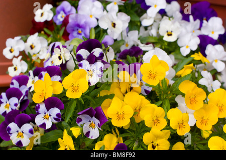 Blühende Stiefmütterchen im Garten im Mai. Stockfoto