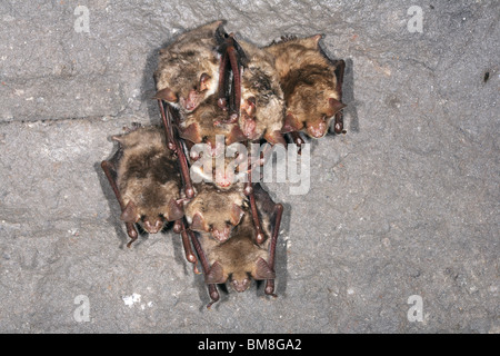 Mehr Maus-eared Fledermaus (Myotis Myotis). Acht Personen im Winter Schutz im Winterschlaf. Stockfoto