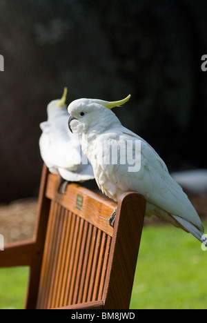 Schwefel-crested Kakadus Cacatua Galerita Botanical Gardens Sydney Australia Stockfoto