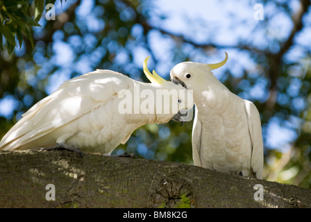 Schwefel-crested Kakadus Cacatua Galerita Botanical Gardens Sydney Australia Stockfoto