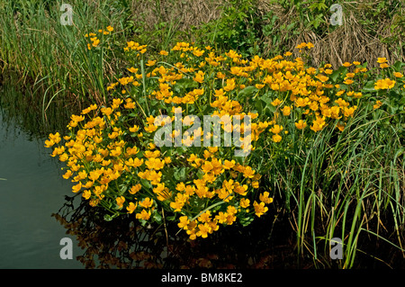 Sumpfdotterblumen, Marsh Marigold (Caltha Palustris), blühend. Stockfoto