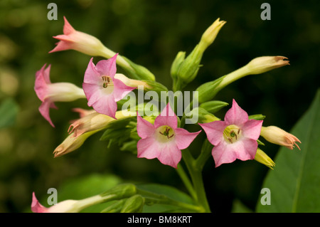 Gemeinsamen Tabak, Tabak (Nicotiana Tabacum), blühend. Stockfoto