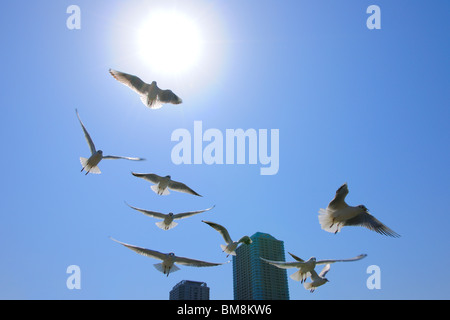 Möwen fliegen in den Himmel, Präfektur Tokio, Honshu, Japan Stockfoto