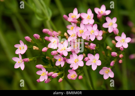 Gemeinsamen Tausendgüldenkraut (Centaurium Saccharopolyspora), Blüte. Stockfoto