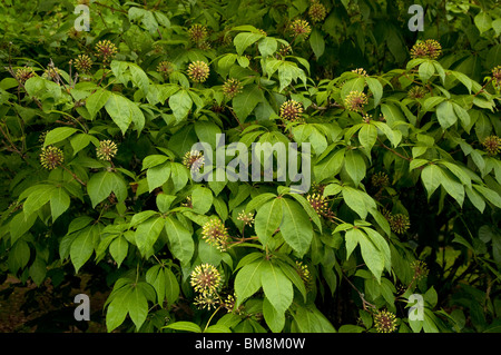 Eleuthero, Sibirischer Ginseng (Eleutherococcus Senticosus), Busch mit Blumen und Früchten. Stockfoto