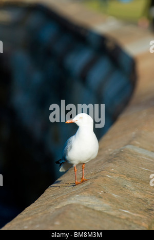 Silber-billed Gull Chroicocephalus Novaehollandiae Botanical Gardens Sydney Australia Stockfoto