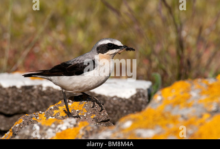 Nördlichen Steinschmätzer (Oenanthe Oenanthe). Männchen in der Nähe von seinem Nest mit Nahrung im Schnabel. Stockfoto