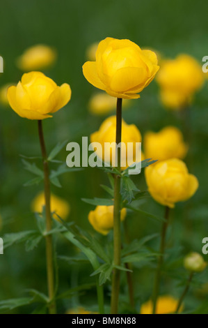Europäischen Globeflower, Trollblume (Trollblume Europaeus), Blumen. Stockfoto