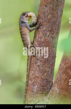 Garten-Eidechse (Calotes versicolor) ernähren sich von großen Insektenlarven, Ko Ra, Süd-Thailand. Stockfoto