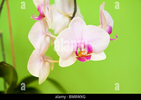 Weiße Orchidee auf grünem Hintergrund Stockfoto