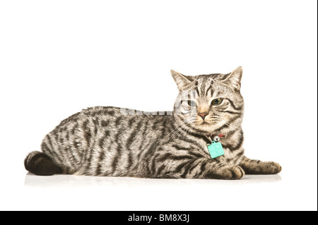 Porträt eines männlichen Britisch Kurzhaar Silber Tabby Katze liegend auf einem reinen weißen (255) Hintergrund. Stockfoto