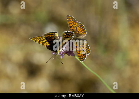 Paar von Heath Fritillary (Mellicta Athalia) auf einer Blume in der Provence anzeigen Stockfoto