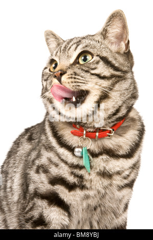 Portrait einer männlichen Britisch Kurzhaar Silber Tabby Katze leckt seine Lippen vor dem Hintergrund von reinem weiß (255) hautnah. Stockfoto